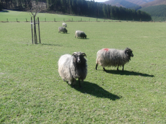 Schafe auf der Ennert
