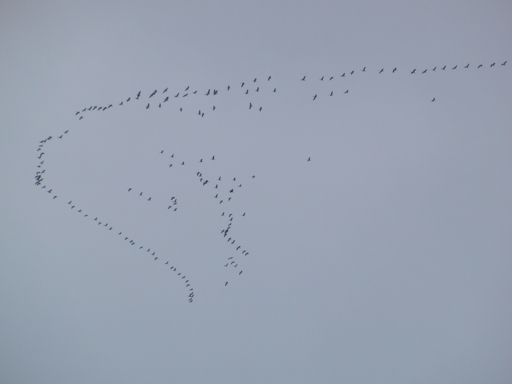 Die Zugvögel überfliegen Siedlinghausen 
