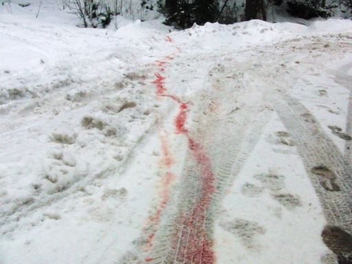 Ein Schuss im neuen Jahr. Blut im Schnee an der L742 in der Kurve vor dem Jagdschloss. (foto: zoom)