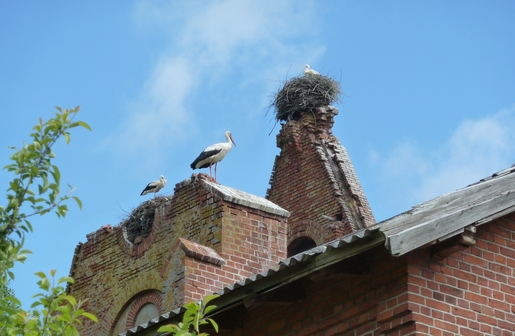 Paradies für Störche – Ruine der Kirche und ehem. Pastorat von Kraupischken/Breitenstein, jetzt Uljanowo. (foto: wendland)