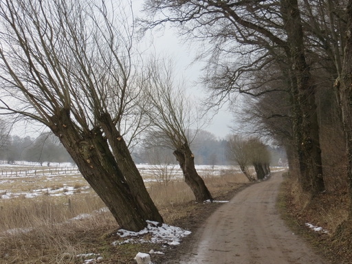 Laufen in Schleswig-Holstein