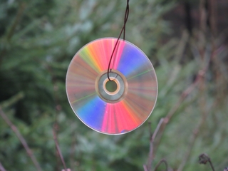 CD im Wald