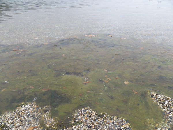 Die Algen scheinen in der flachen Badebucht gute Wachstumsbedingungen zu haben.
