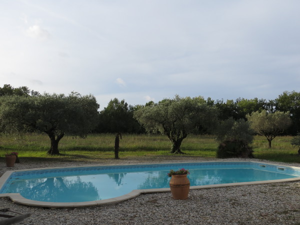 Melancholie: schwimmen unter Olivenbäumen im Oktober (foto: zoom)