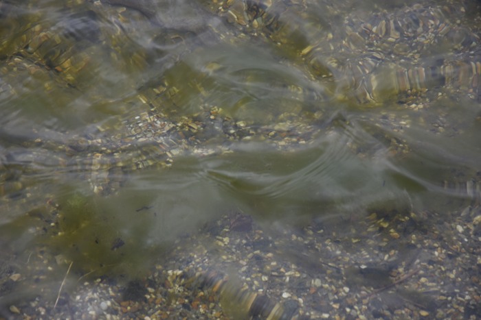 Die Algen fühlen sich auch bei niedrigen Wassertemperaturen wohl. (foto: zoom)