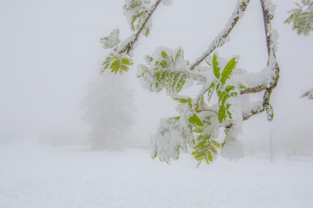 Nebel, Schnee und Frost auf einem Zweig mit grünen Fiederblättchen.