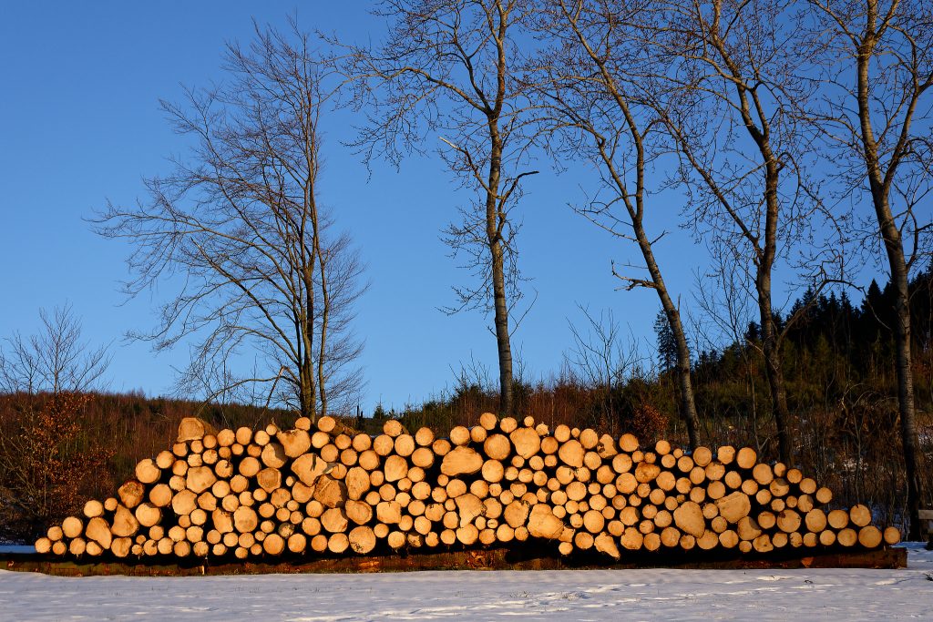 Ein breiter Holzpolter im Abendlicht. Davor ein schmaler Streifen Schnee, Dahinter fünf große, schlanke, kahle Bäume. Dann folg der Wald und der blaue Abendhimmel.
