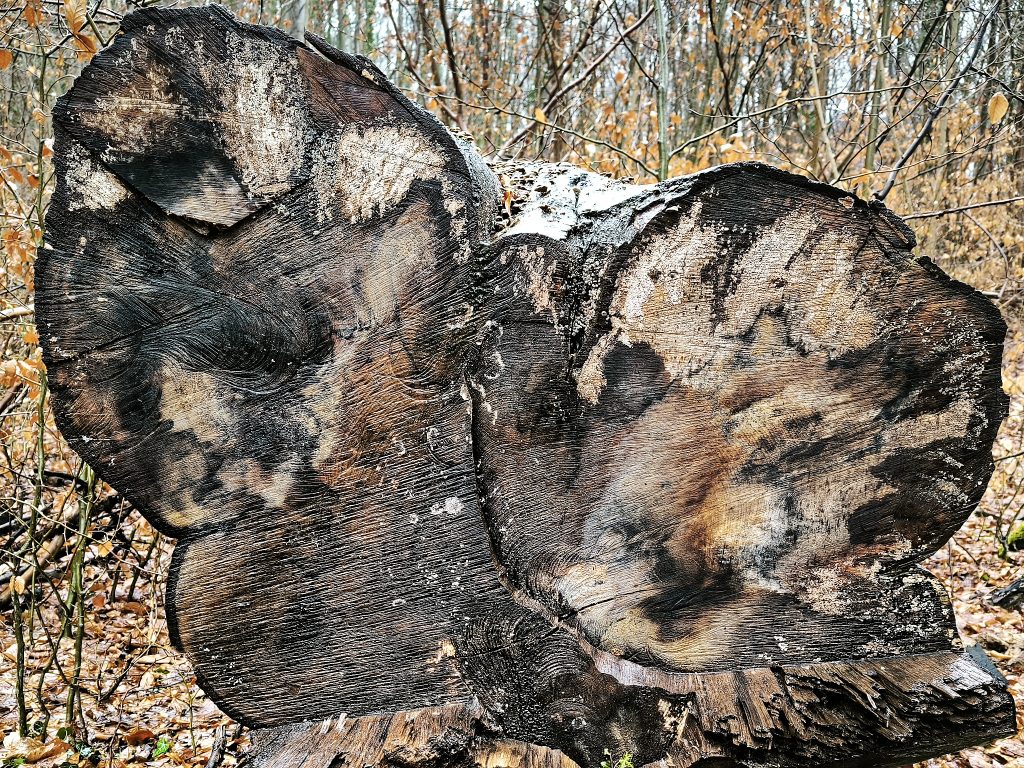 Die Schnittstelle am Stamm eines liegenden gefällten Baums mit verschiedenen Mustern von Hell bis Dunkel
