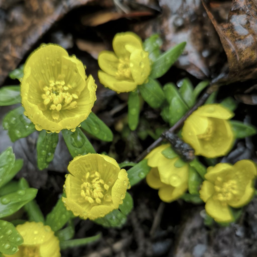 Gelbe rundliche Blüten mit Regen benetzt.