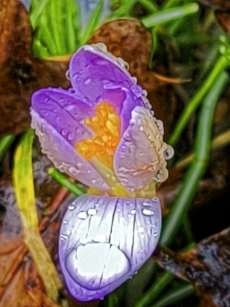 Violette Blüte eines Krokus im Regen. Das vordere Blütenblat ist nach unten gebogen.  Darauf ein dicker Regentropfen. 
In der Mitte gelbe Staubblätter.