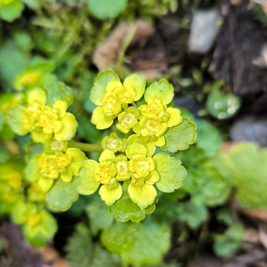 Flache grün-gelbe Blüten sitzen auf runden, gekerbten Blättern.