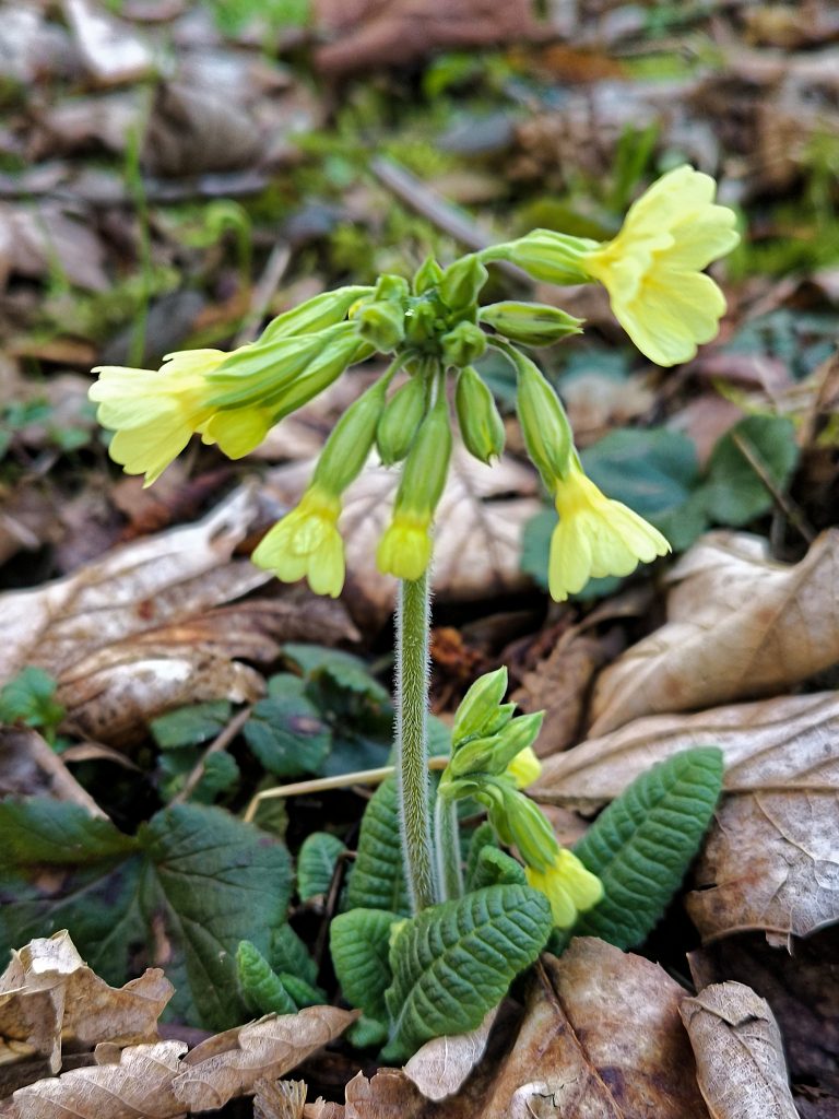 Eine krautige Pflanze mit langem Stängel und herabhängenden Blüten